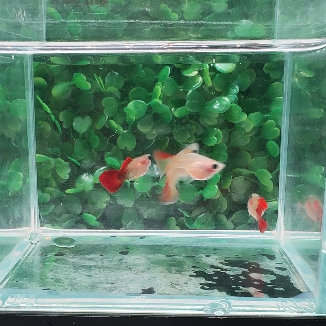 孔雀鱼红礼服玻璃猫球体2对