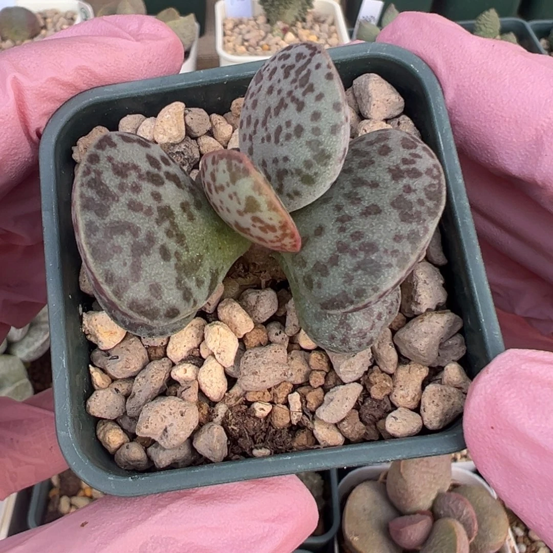 749花蛋一颗老桩实生水泡