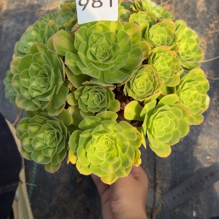 翡翠琉璃多肉植物不包损981