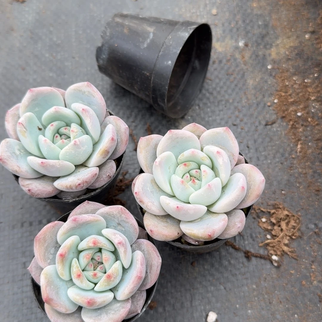 9-61梦露杂交三颗量拍