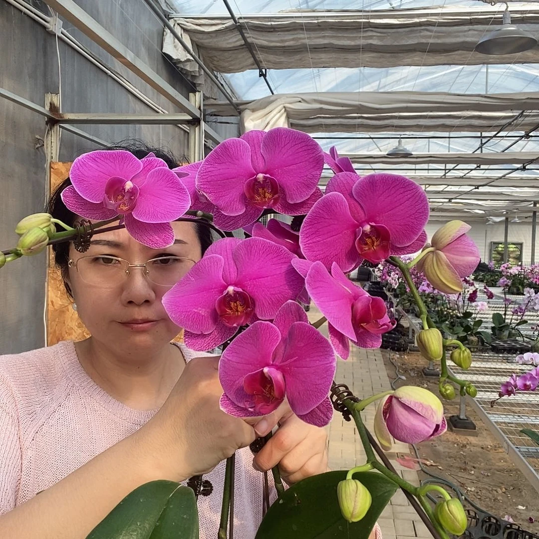 完全开放恭喜发财1棵