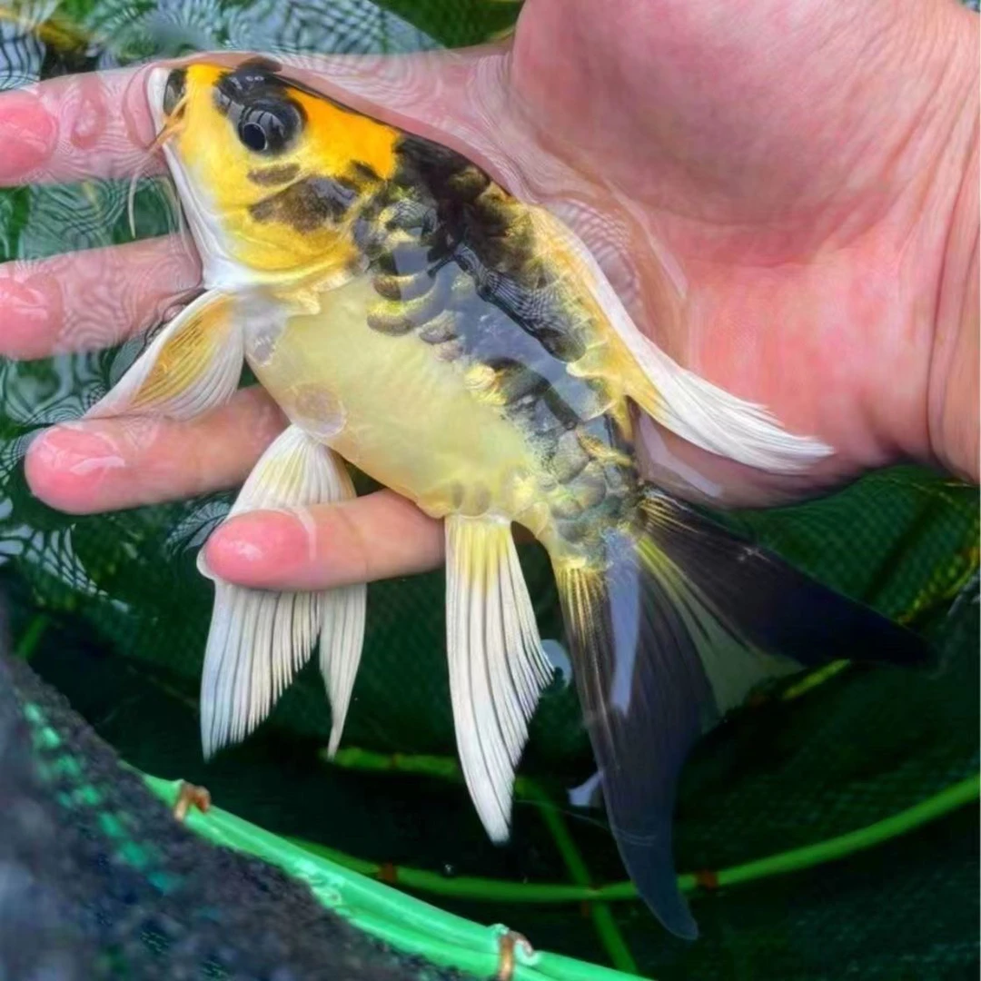 熊猫蝴蝶鲤冷水淡水鱼