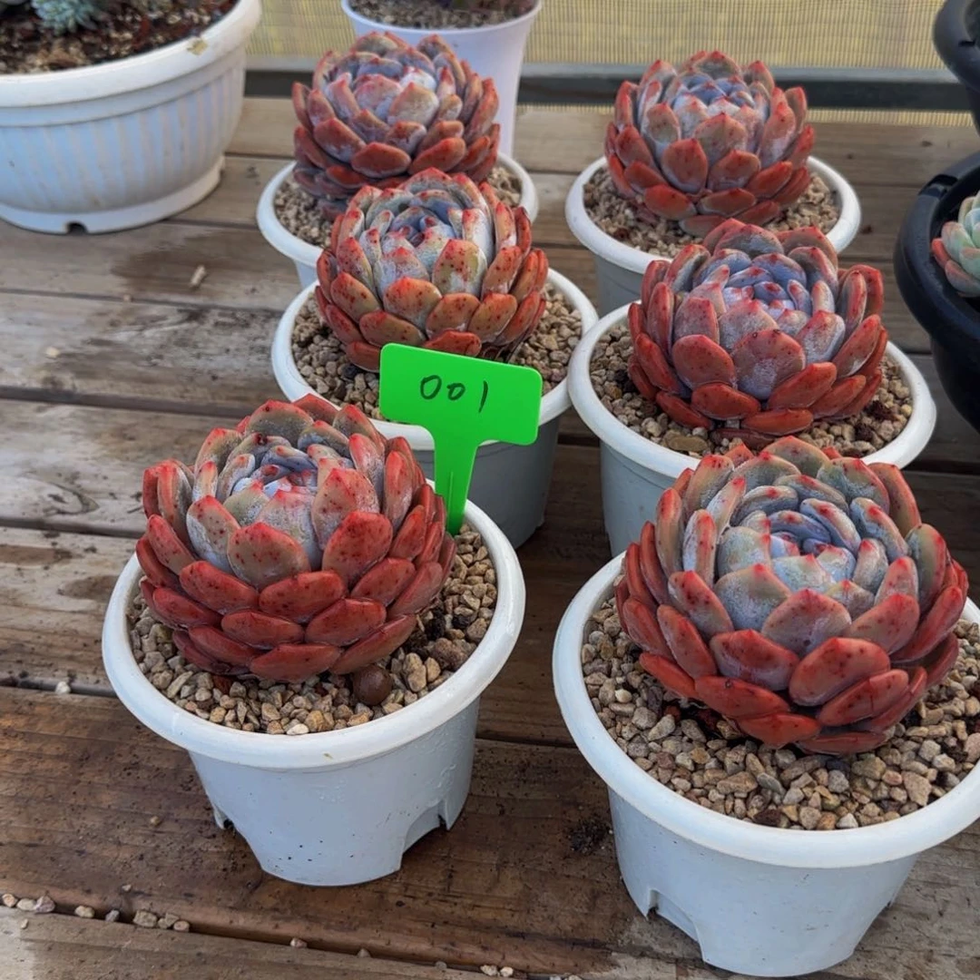 组合套餐编号零一号