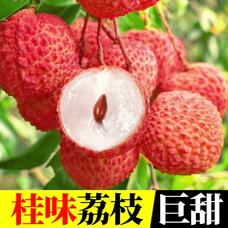 【顺丰冷链包邮】精品花皮桂味荔枝核小清甜现摘新鲜应季水果冷链
