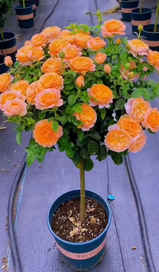 顺丰包邮！[高杆特惠]一物一拍棒棒糖月季花