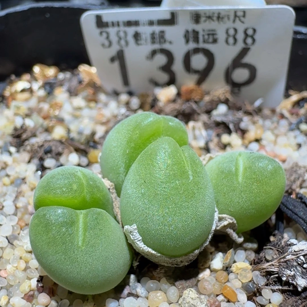 zzzz生石花肉锥1396