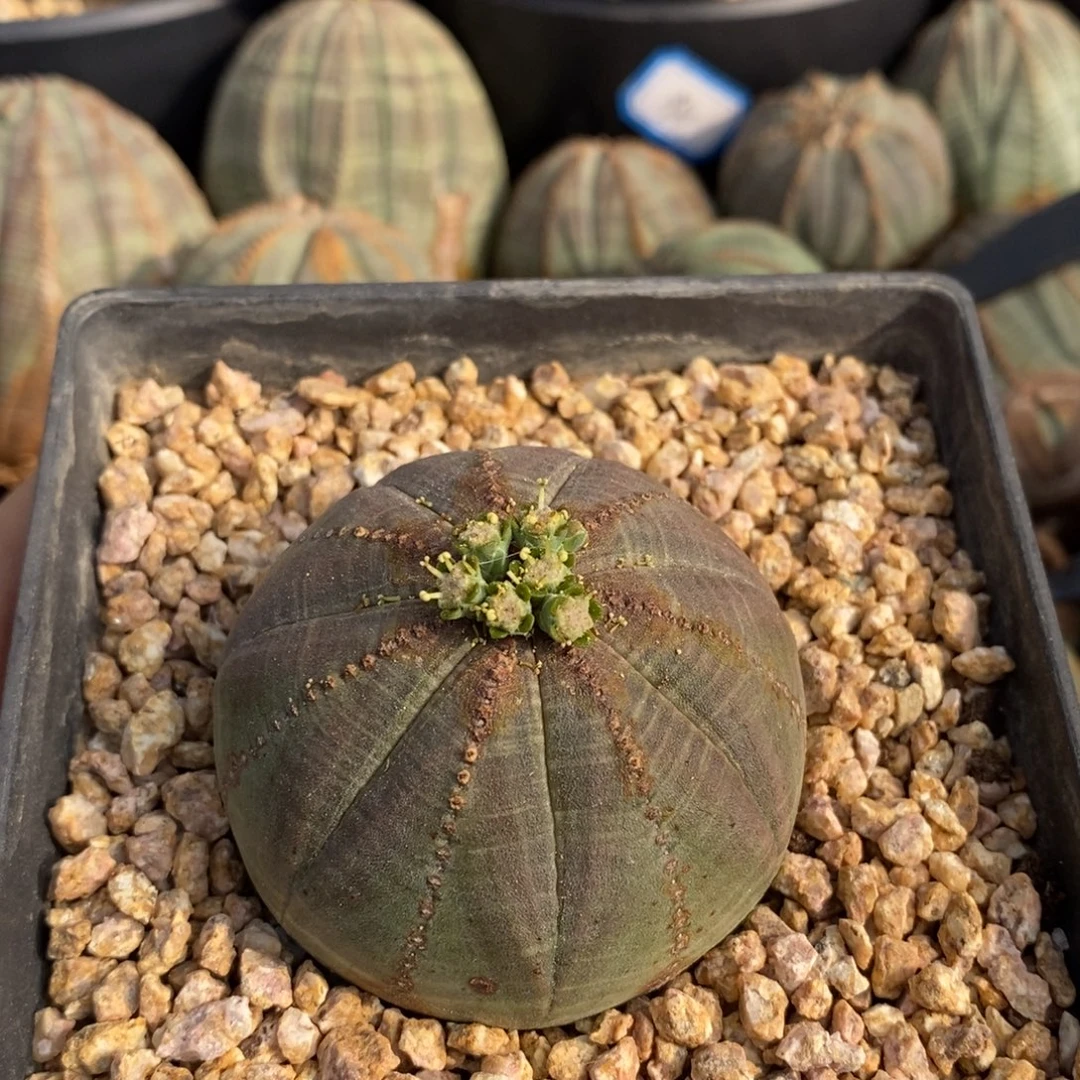 27欧系实生布纹球一物一拍