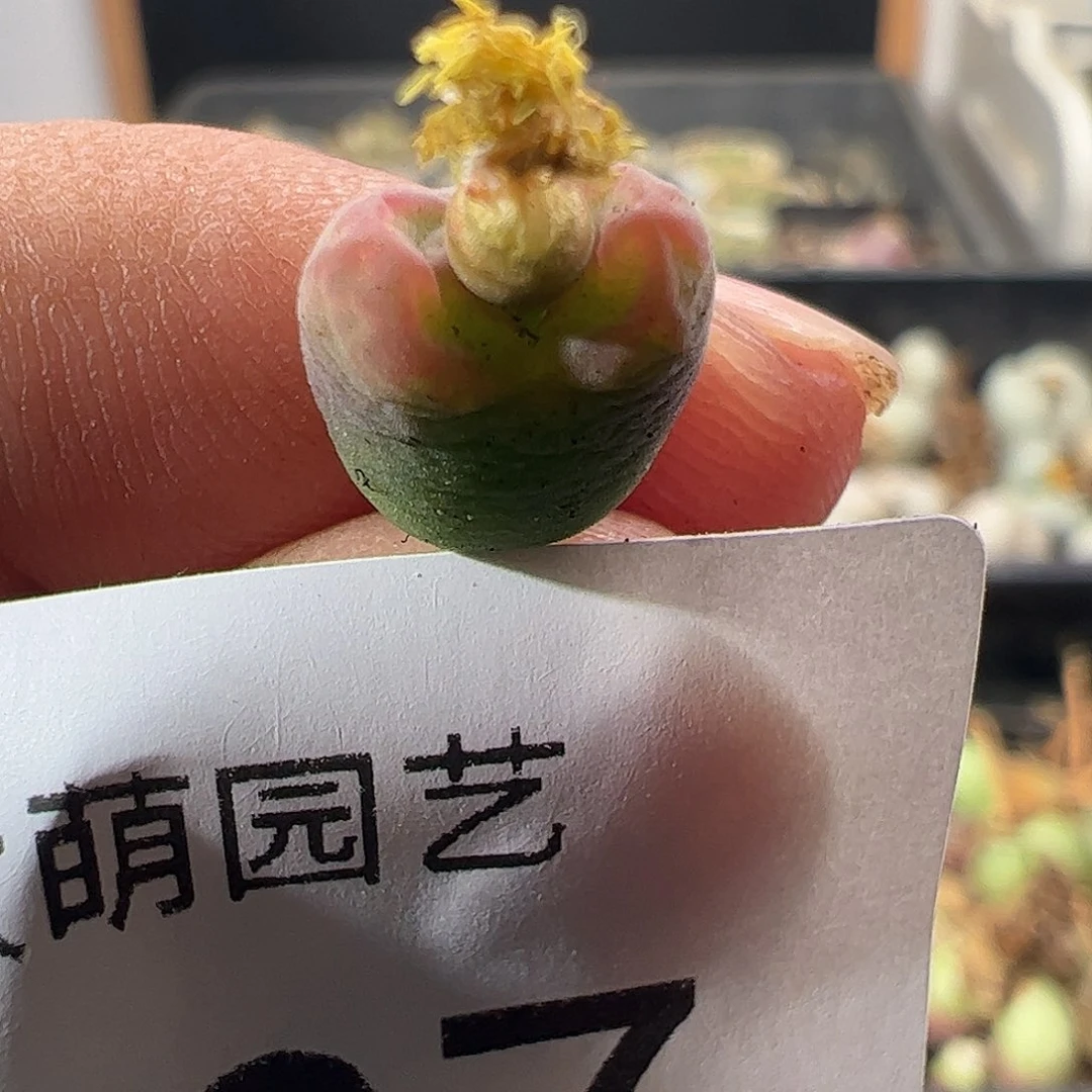 一物一拍。      467