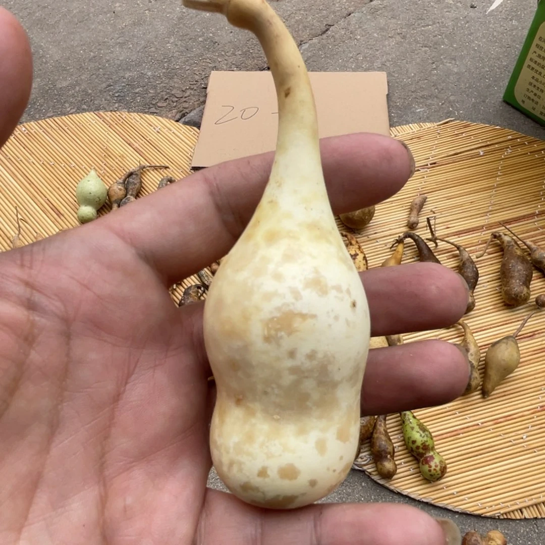 清***禄葫芦葫芦和大枣等