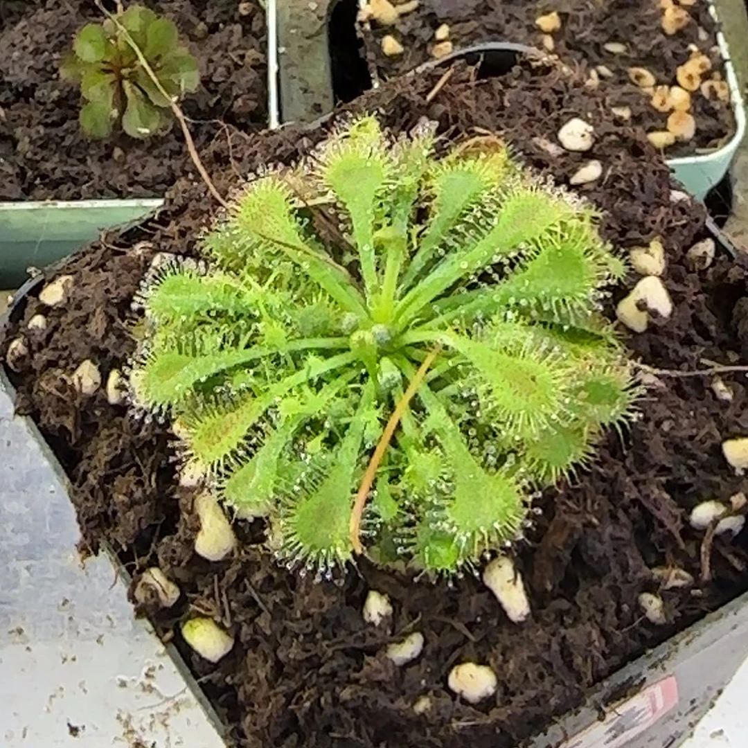 完全开放白绒毛茅膏菜