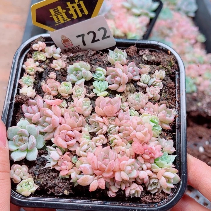 多肉植物多肉植物