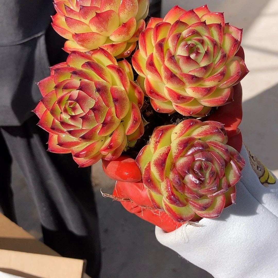 月亮石单头5颗随机