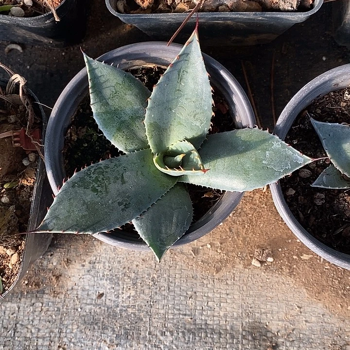 完美主义者勿拍虚空藏