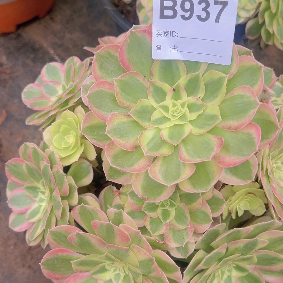 937，海王多肉植物法师