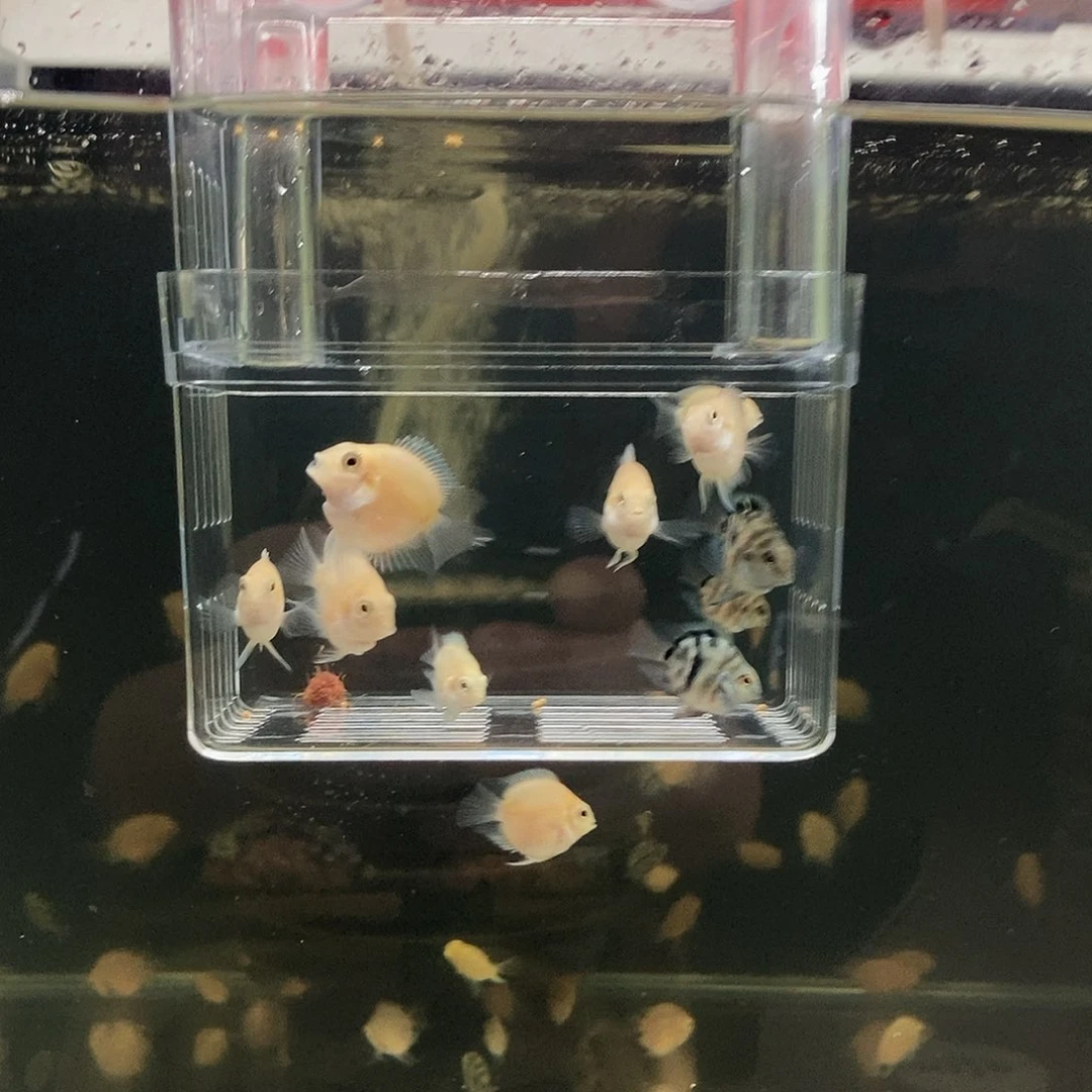 鹦鹉鱼胭脂粉桃心迷你鹦鹉