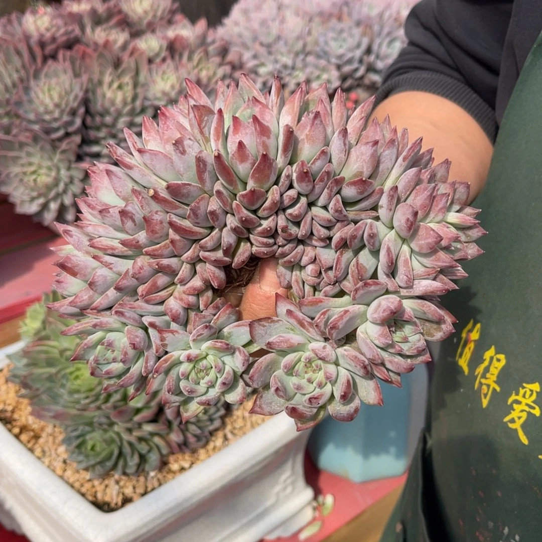 *****多肉卡缀不带盆1111漂亮