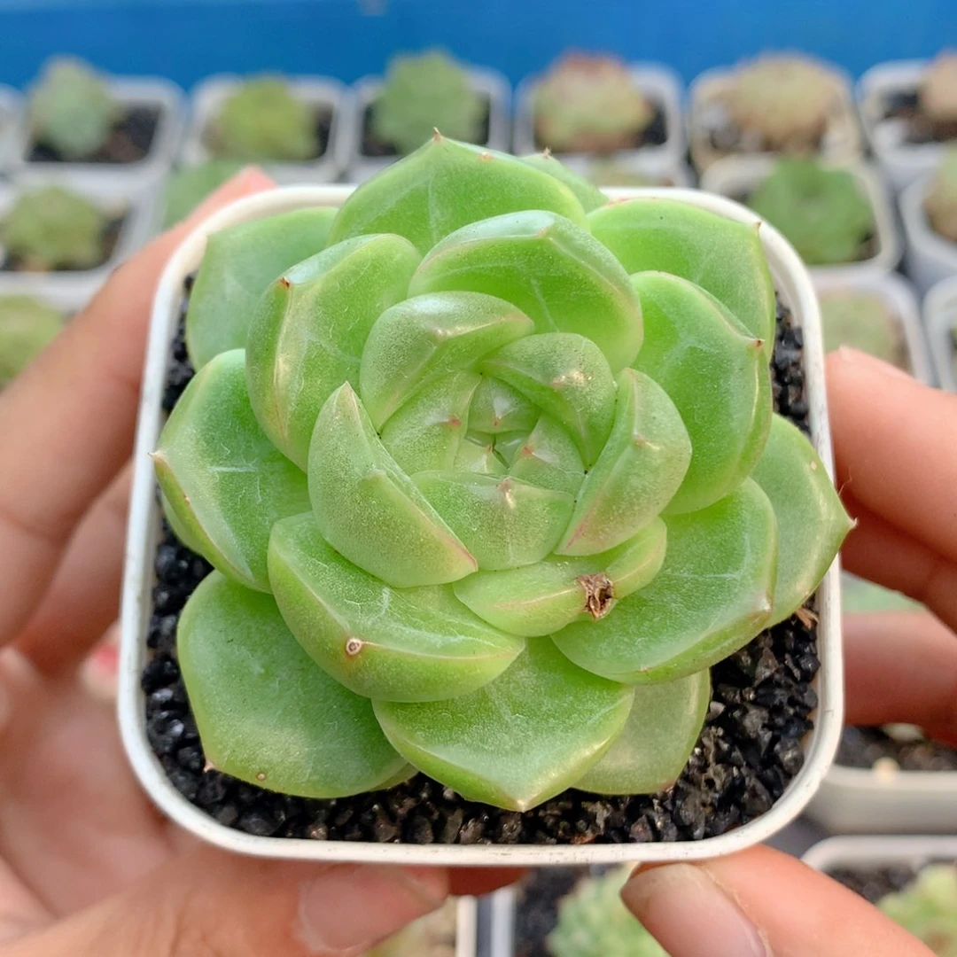 58包邮  群生不包整15