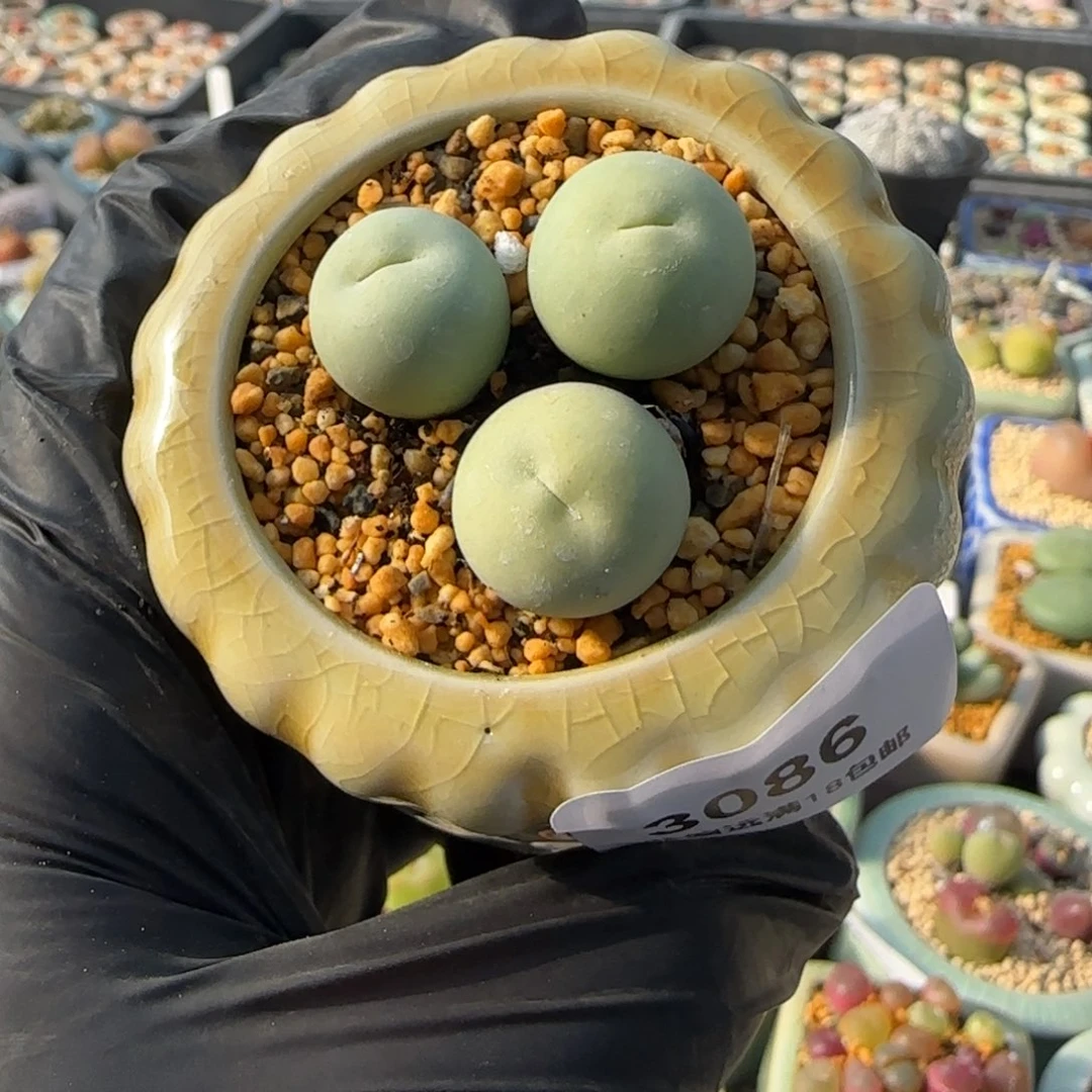 3086-一物一拍 带盆