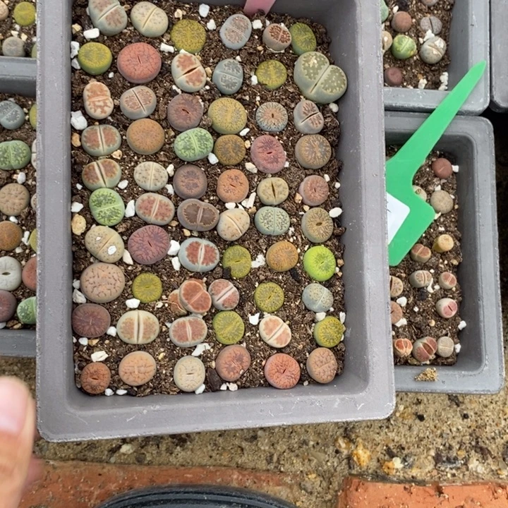 叶****生石花等植物的生长484