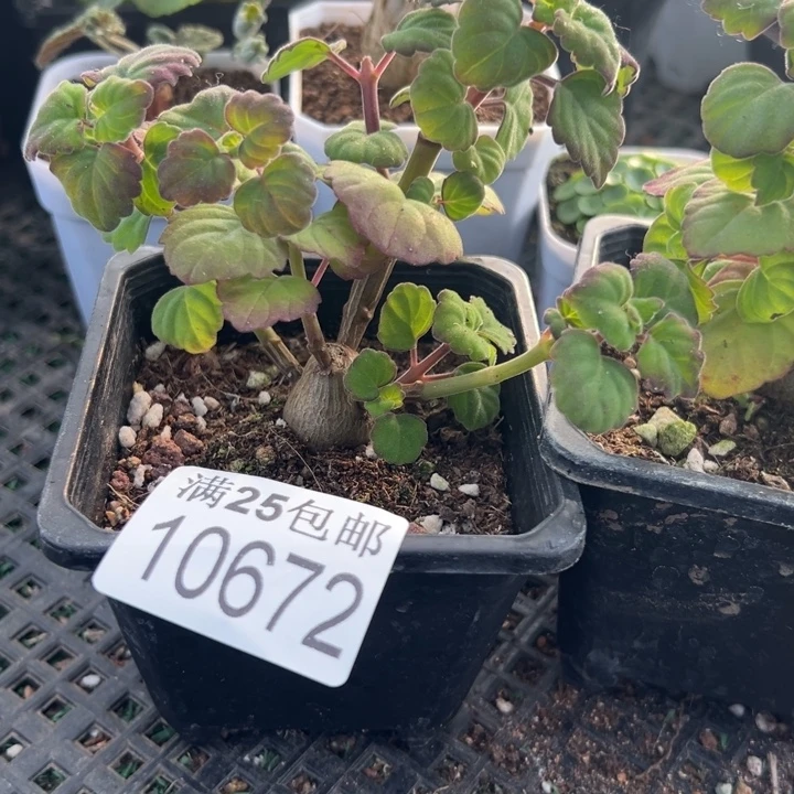 爱氏672，一物一拍