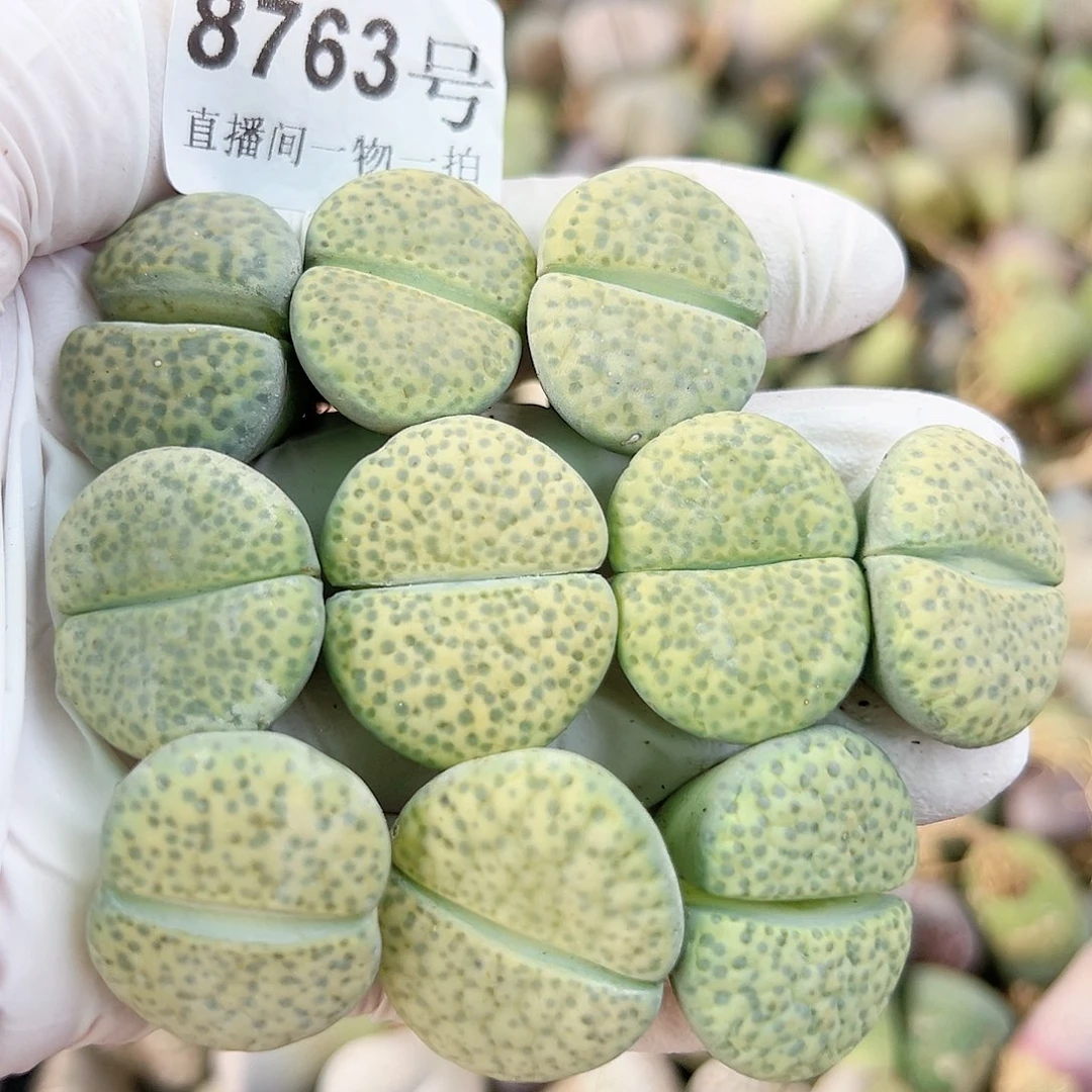 8763 好养易活生石花大母本10个