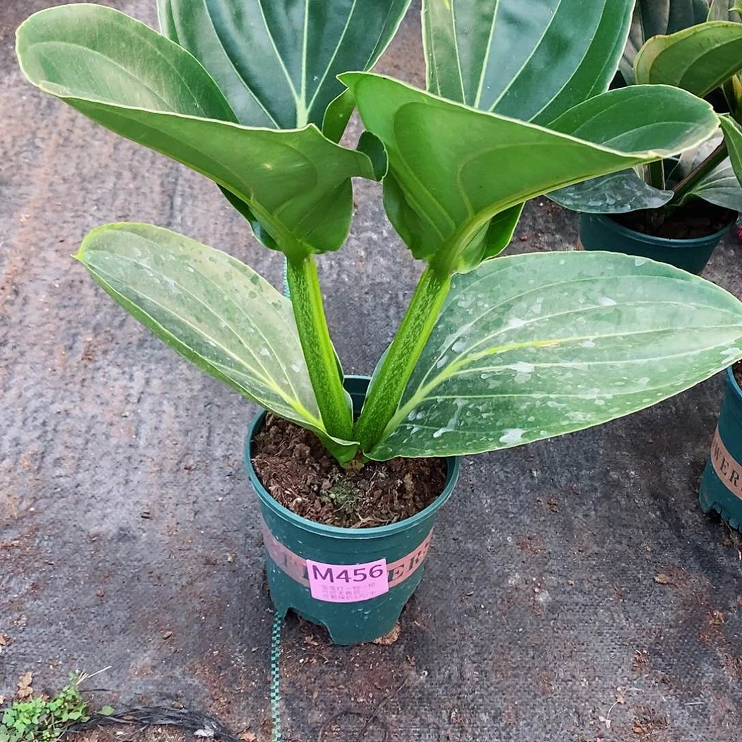 无花朵用****在木本花卉456叶损