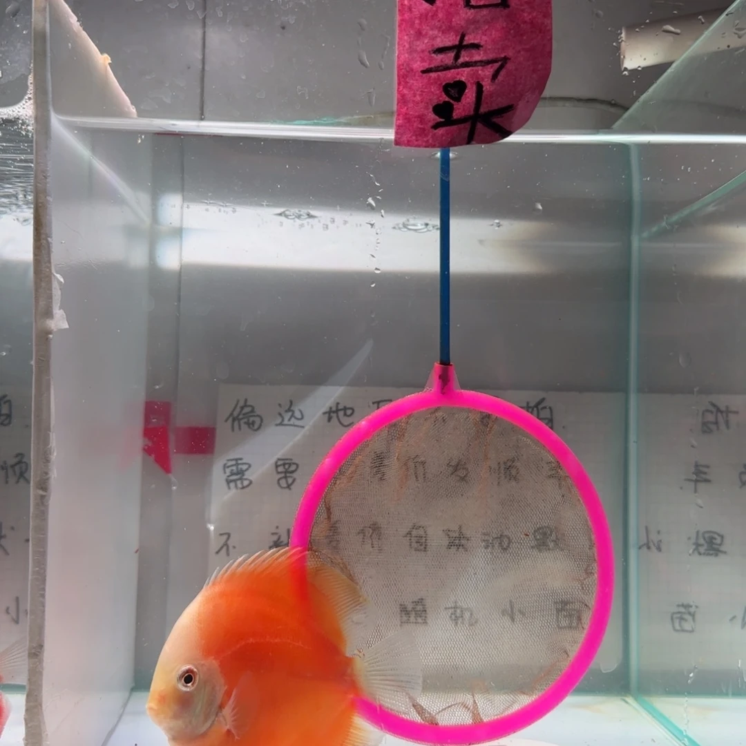 七彩神仙鱼肉身8左右，偏远地区不拍