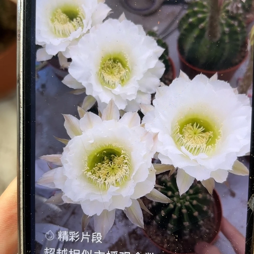 彩草209号6.5公分波纹瑕