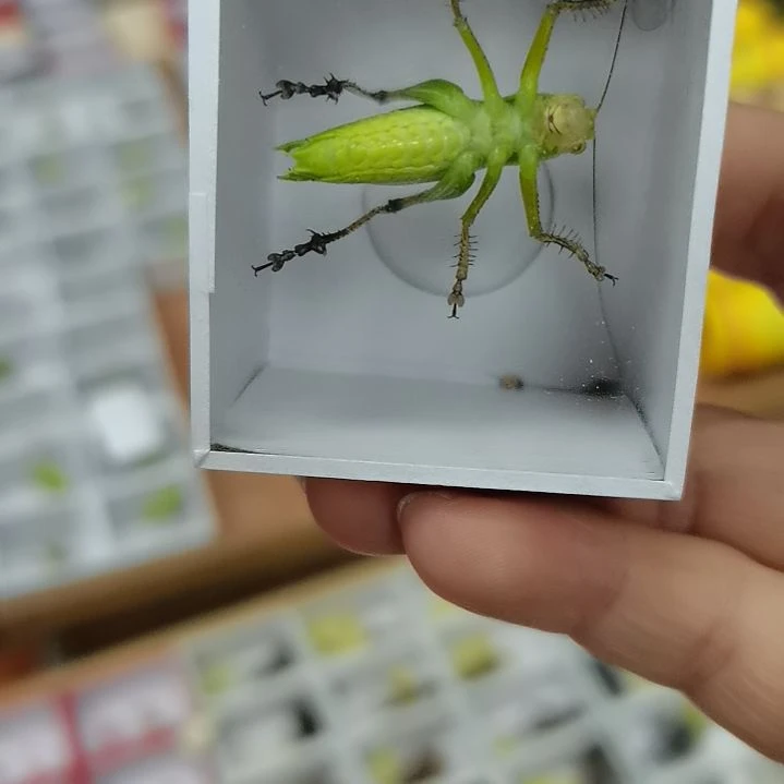 虎***哥精品扎嘴一个包邮