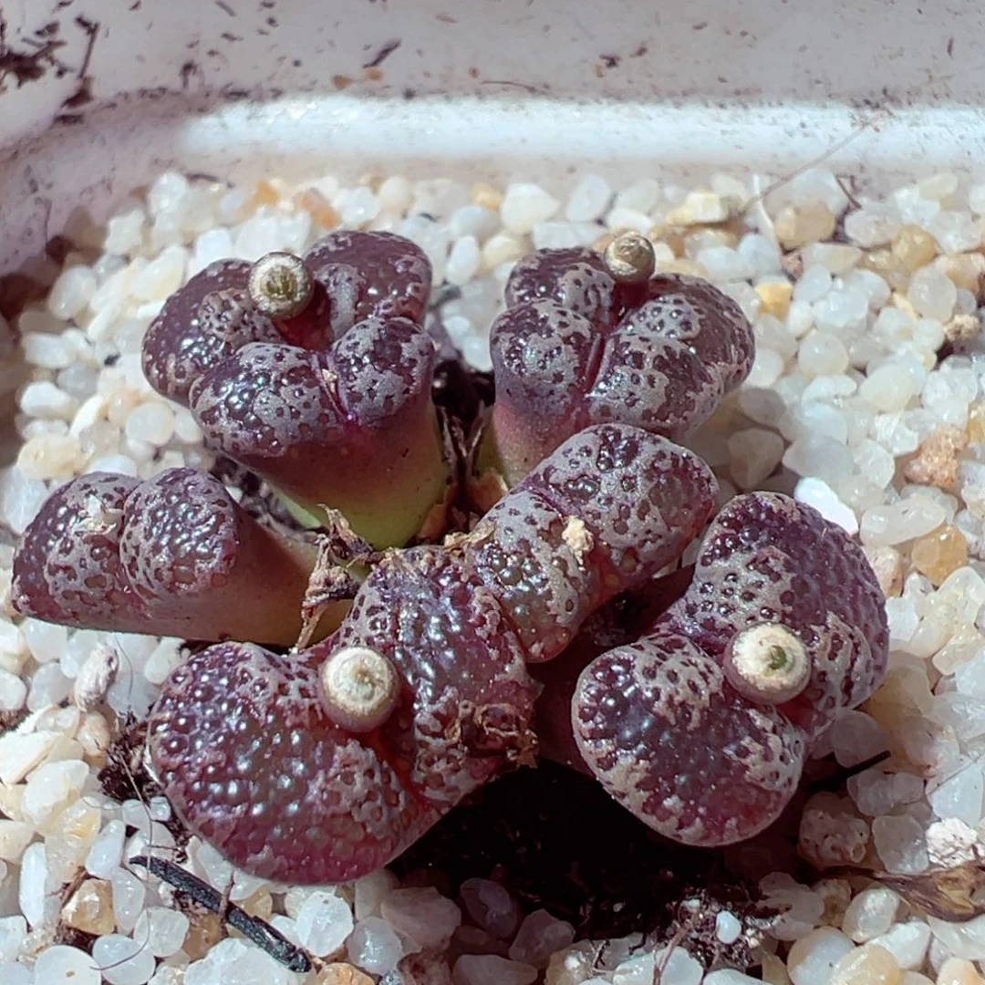 1029-837多肉多肉大窗蝴蝶