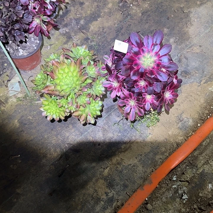 ✨***✨多肉法师植物链接89