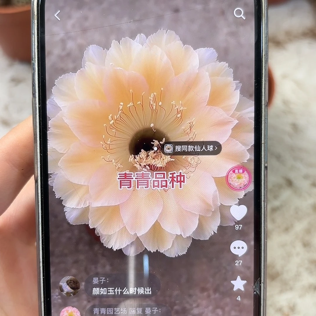 彩草1-53号5.5-6公分左右