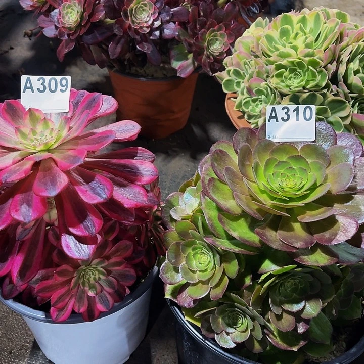 万圣节310共同白法师多肉