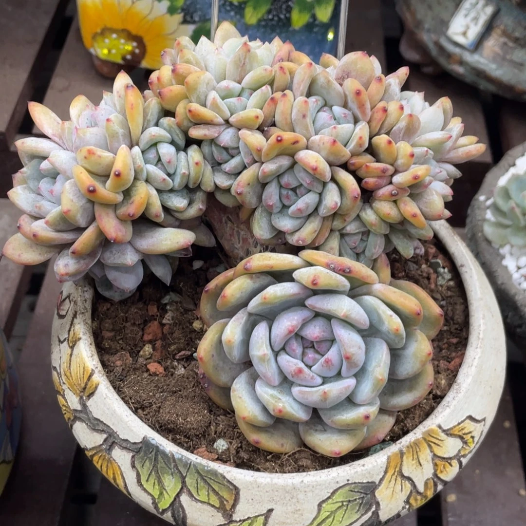 24头朵朵缀紫皮星影小树无砍无摘