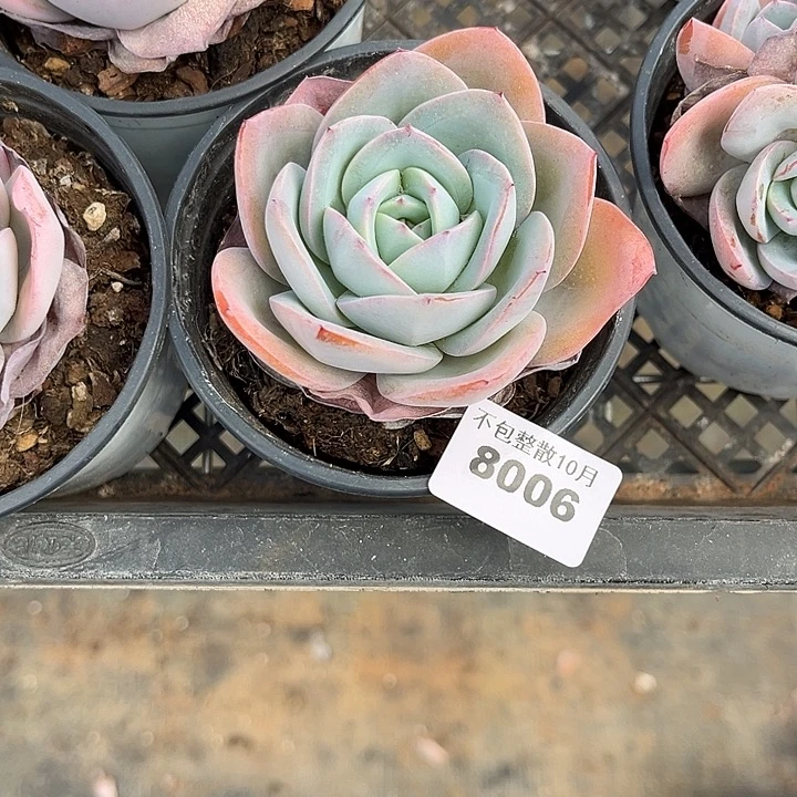 阿雅园艺。        8006布鲁蓝