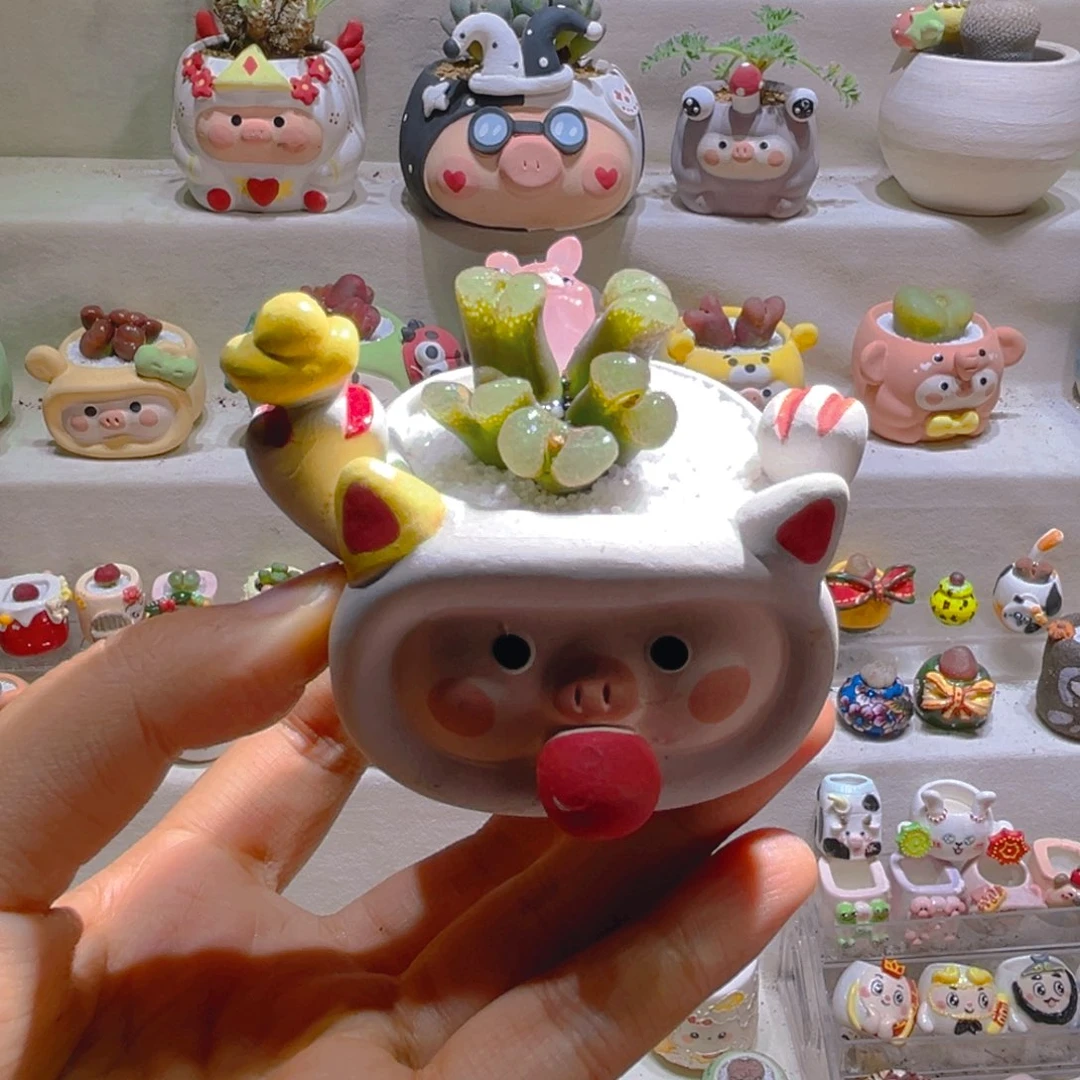 023高端多肉带盆土一套68