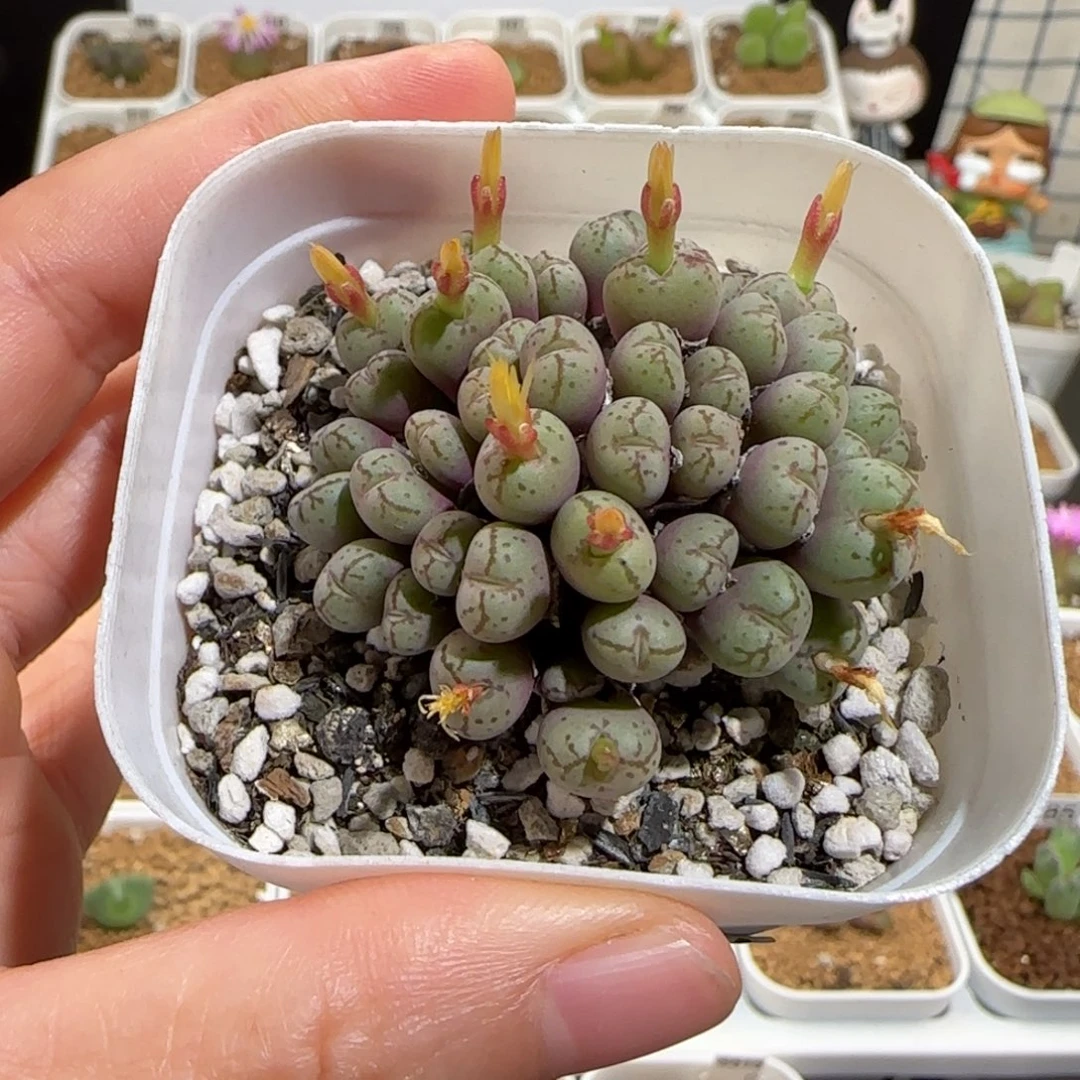 肉锥多肉植物组合-1730