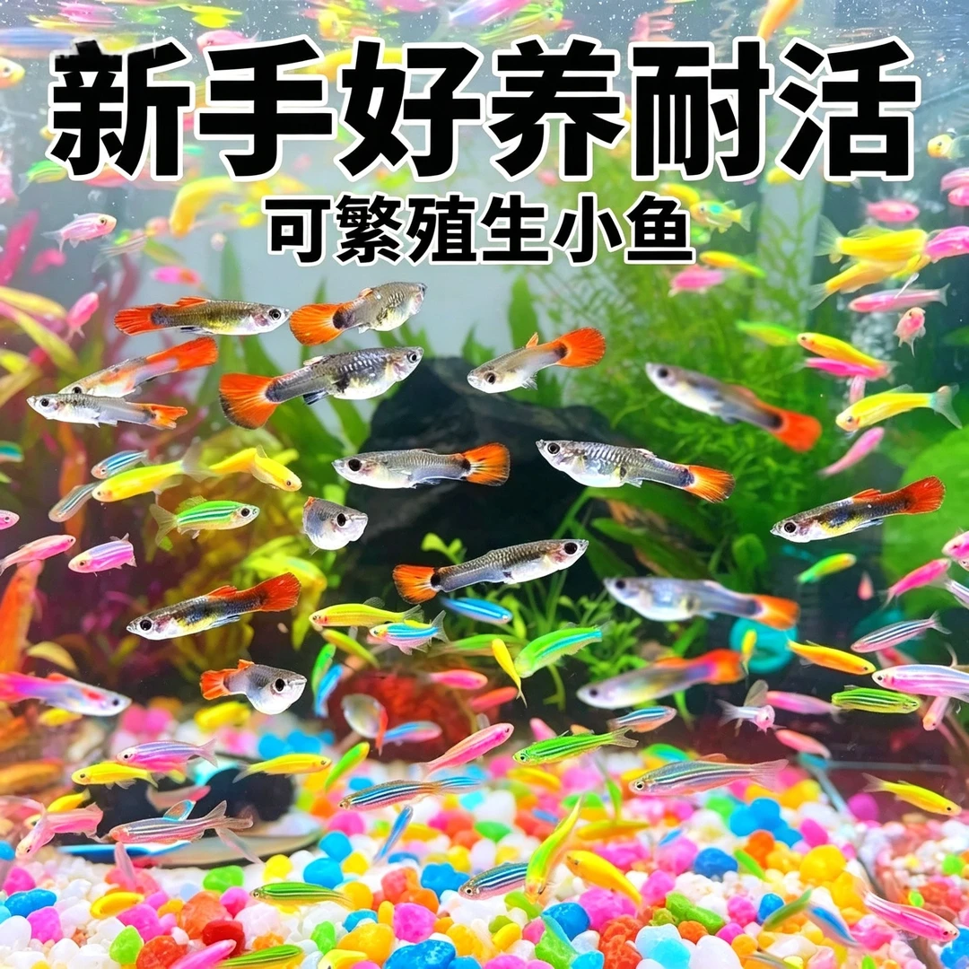 孔雀鱼斑马热带观赏鱼组合套餐纯种孕母胎生米奇小型淡水好养金鱼