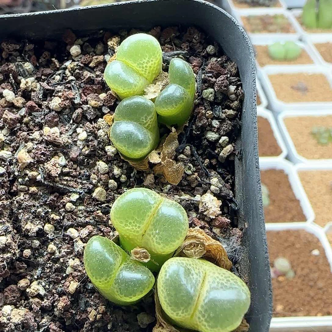 哈哈哈哈哈。   39243