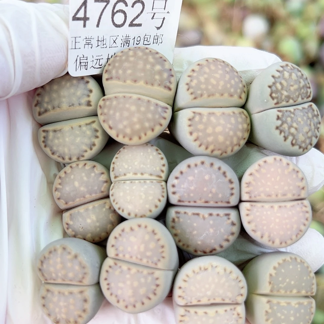 4762四年彩饼干12个2cm左右