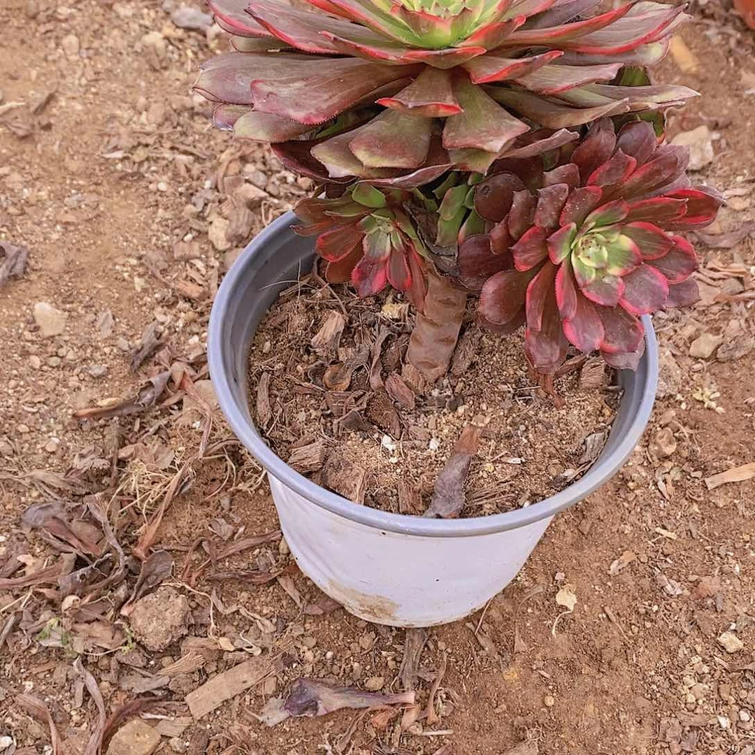 185 烟花多肉法师锦多肉