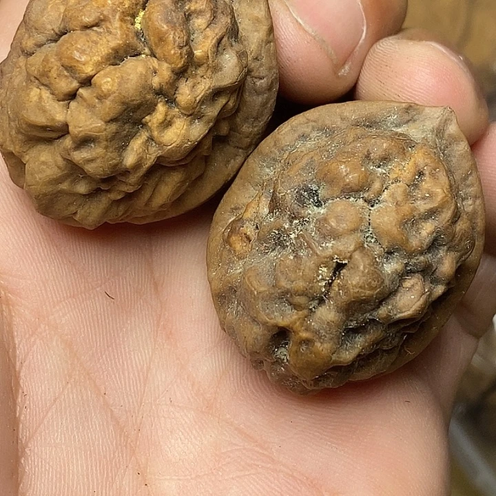 把件文玩核桃云南铁核桃77