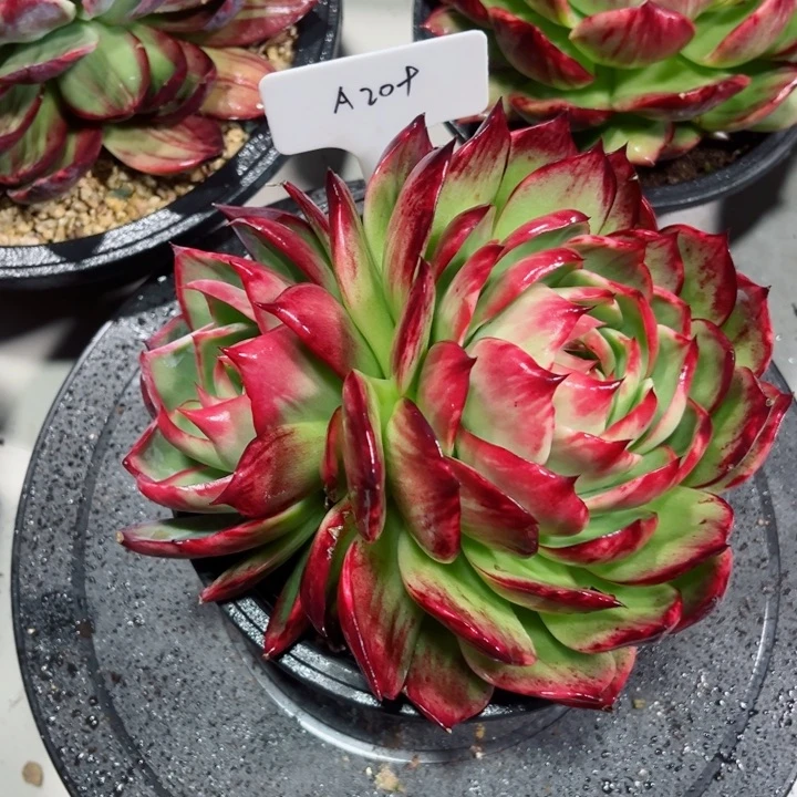 娜***儿惊鸿仙子多肉植物A209