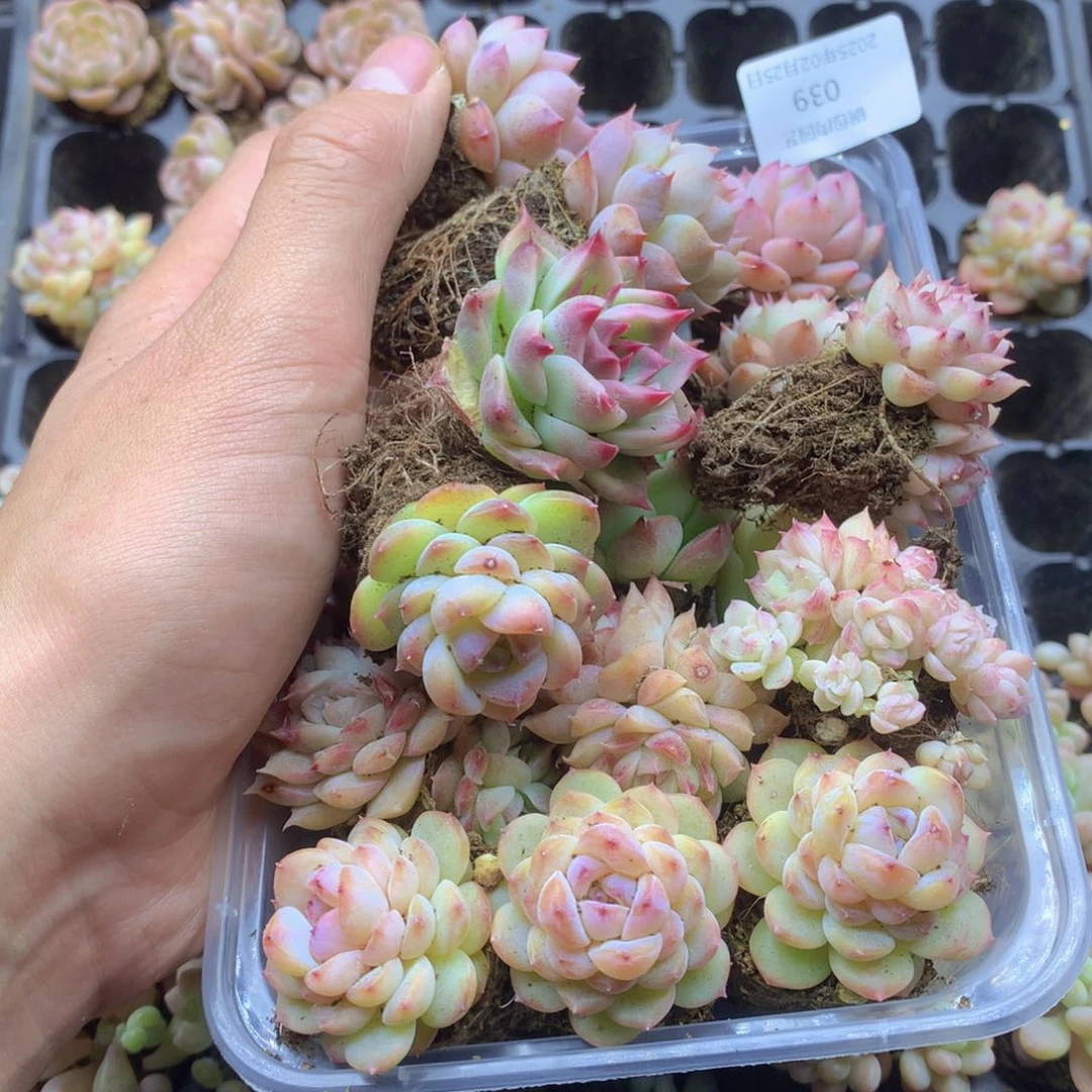 反反复复还是很开心的039