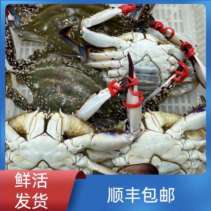 【保鲜不保活】东港母飞蟹三点黄2斤起单只3两左右（海蟹易掉腿）