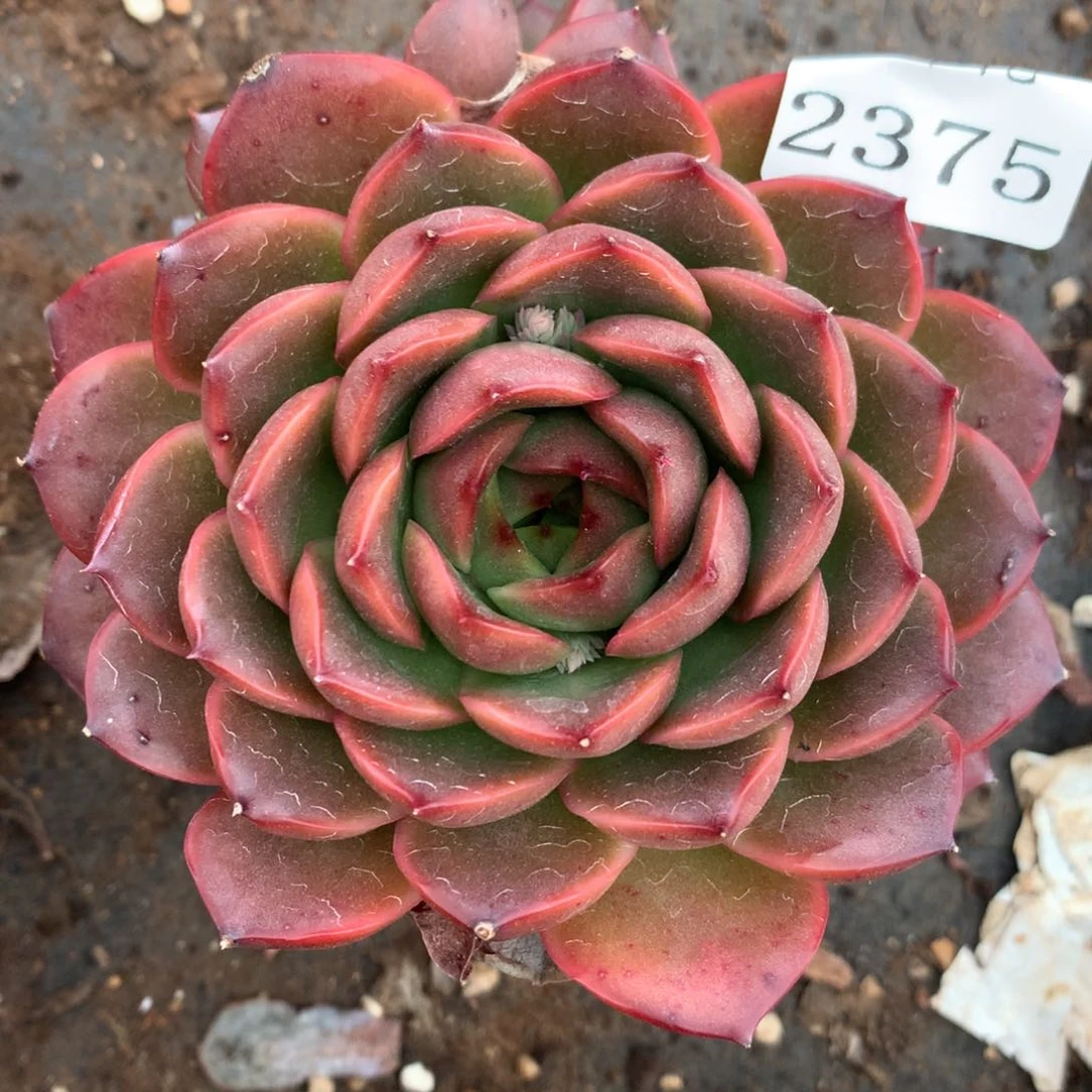 2375杂交多肉老桩