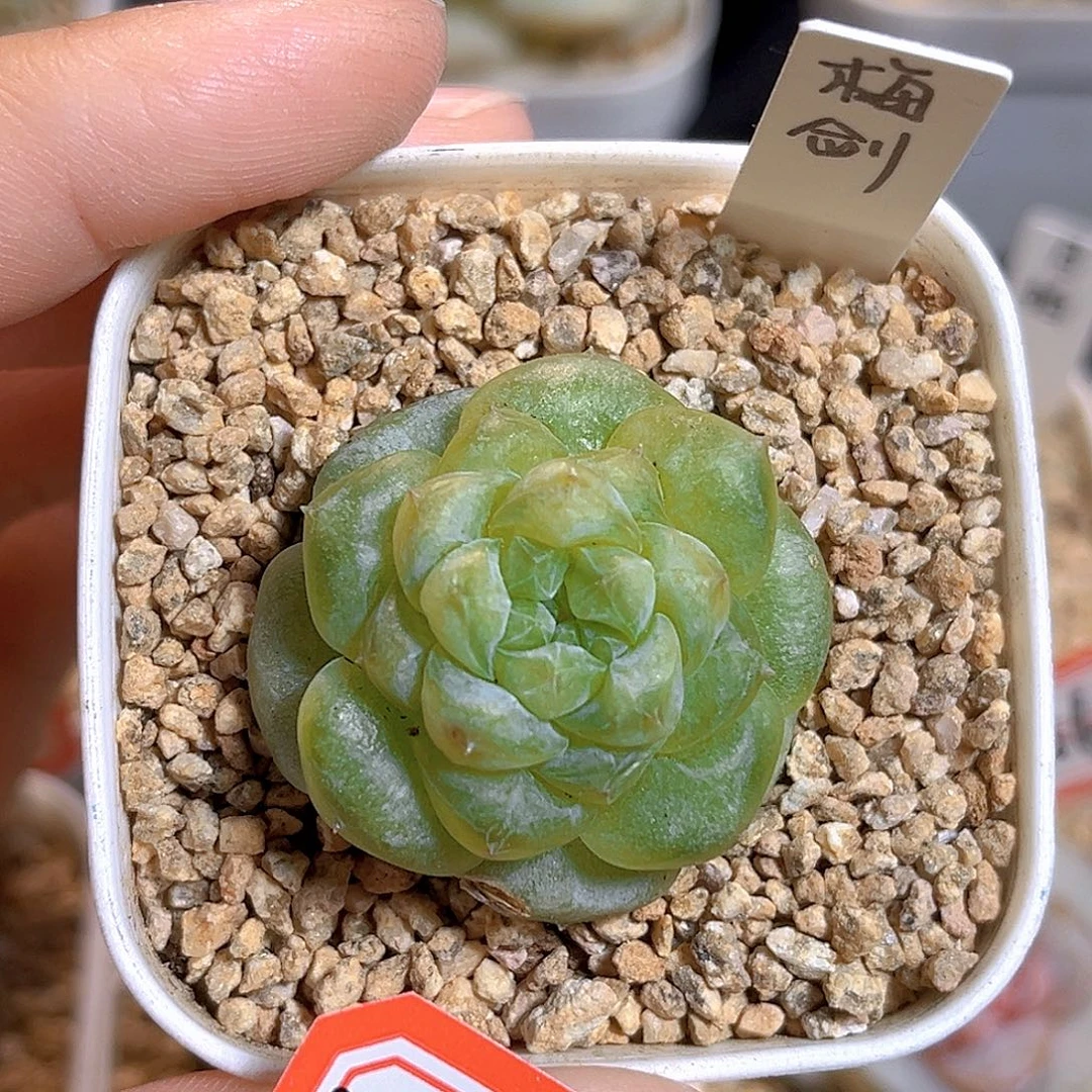D557 一物一拍  梅剑