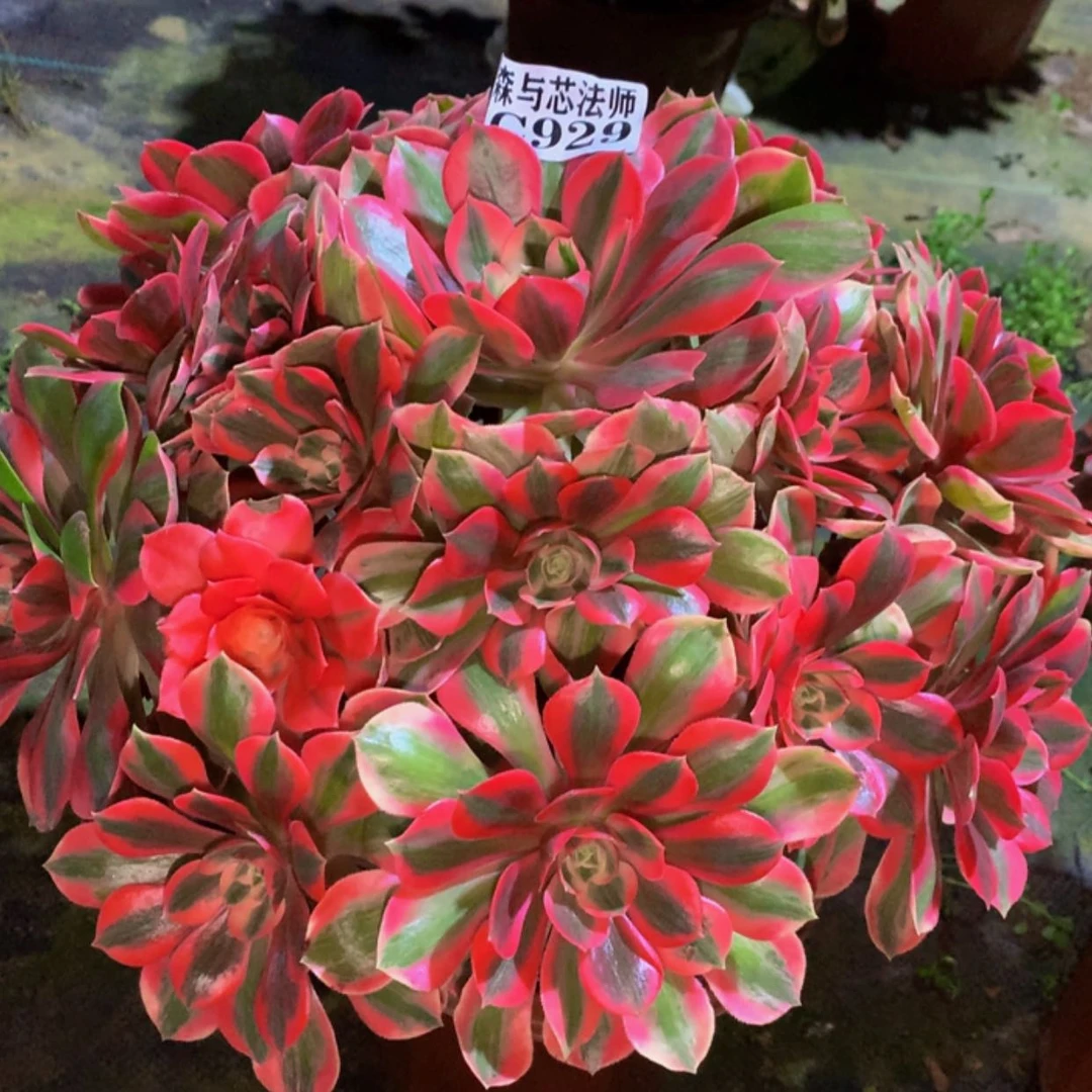 【闪购商品】929粉女妖