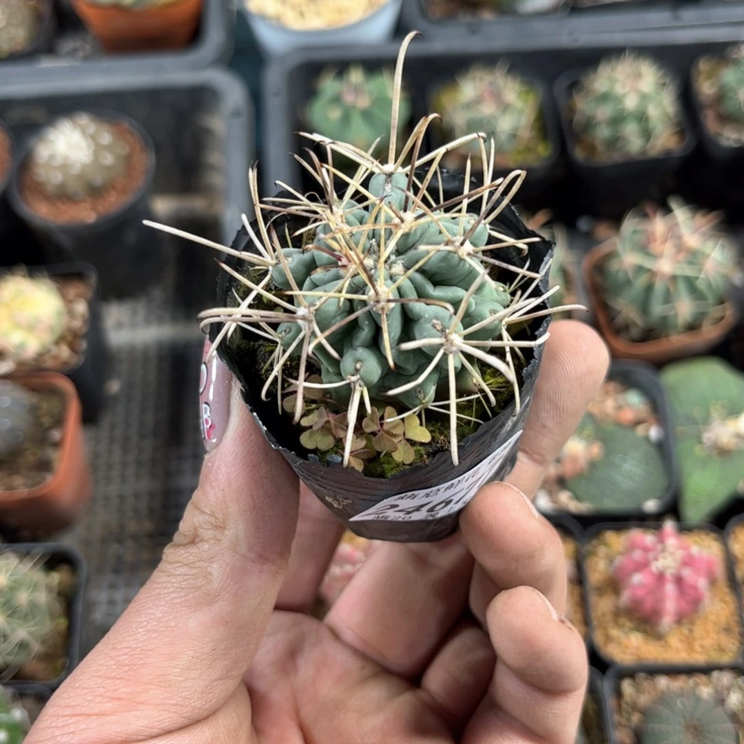 呦*.24677一物一拍单头发货