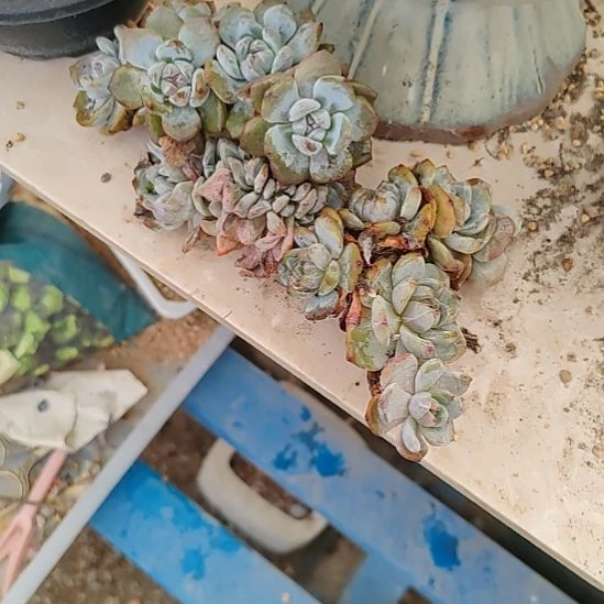 猪福利福利福利福利不售后